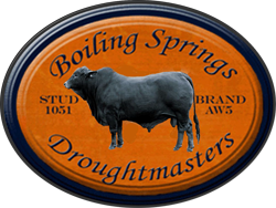 Boiling Springs Droughtmasters